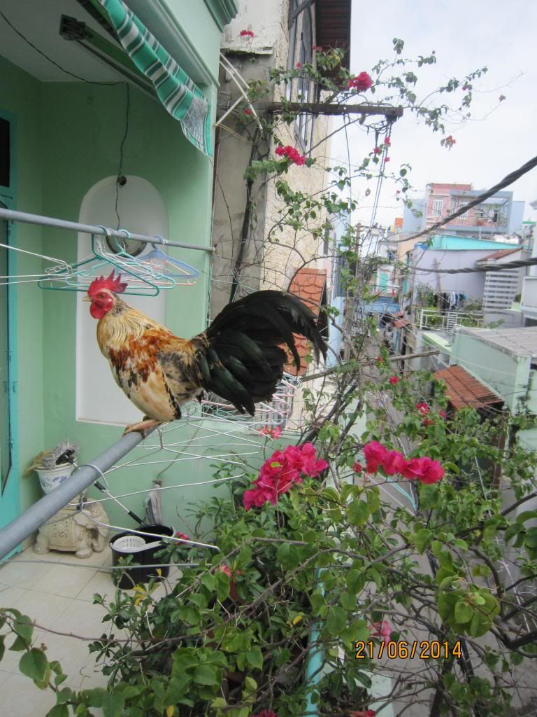 Gà nòi bến tre thanh lý gấp gấp !! - 6