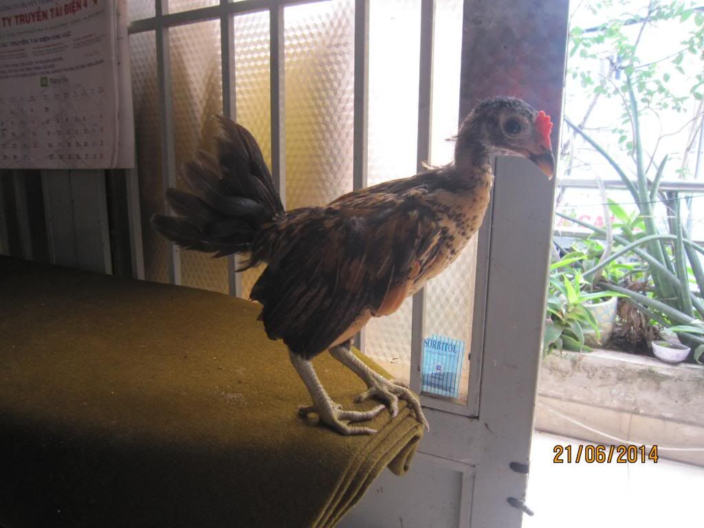 Gà nòi bến tre thanh lý gấp gấp !! - 1