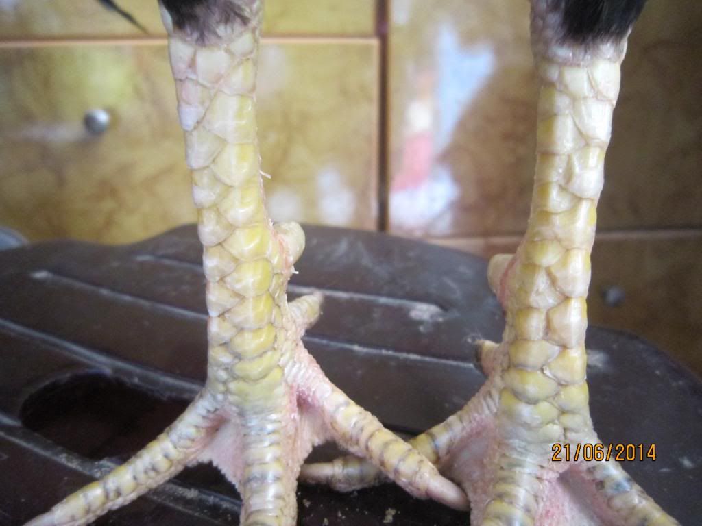 Gà nòi bến tre thanh lý gấp gấp !! - 10