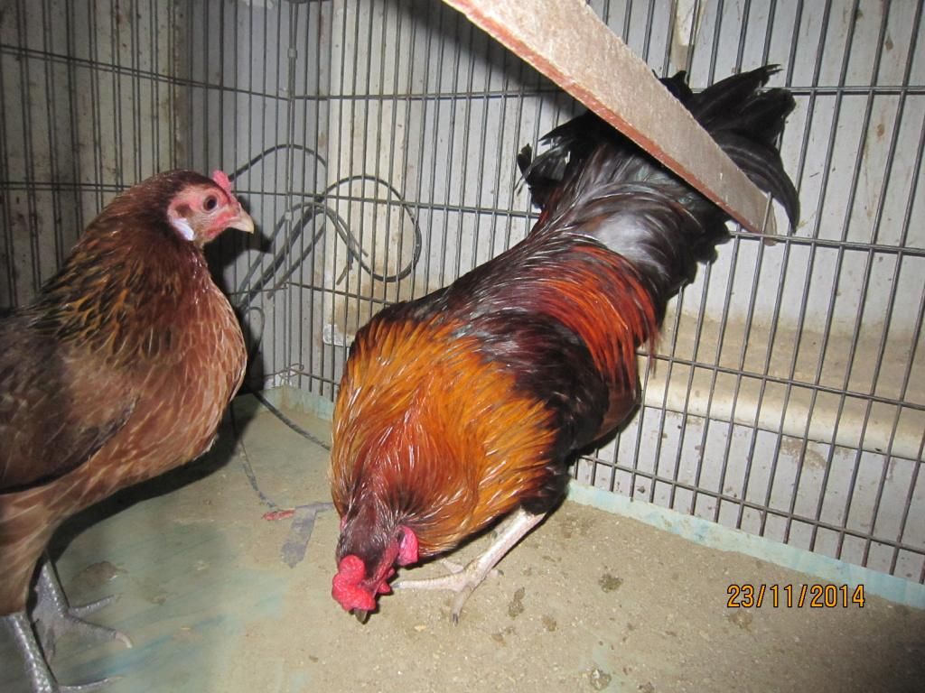 Thanh lý Đàn gà con và 1 cặp gà lớn đây !! - 5