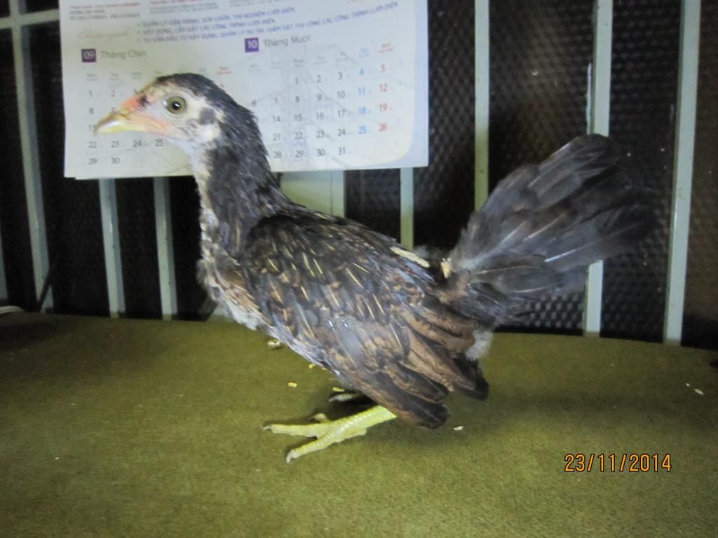 Thanh lý Đàn gà con và 1 cặp gà lớn đây !! - 13