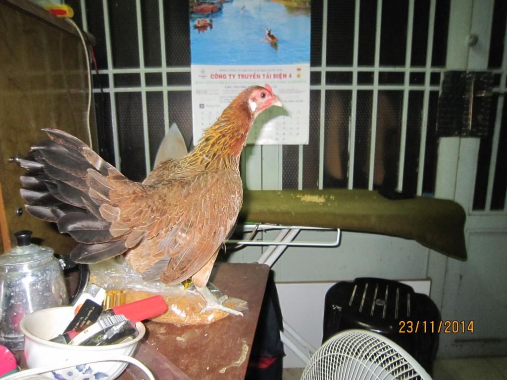 Thanh lý Đàn gà con và 1 cặp gà lớn đây !! - 6