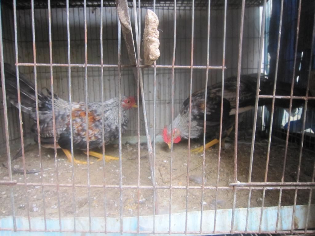 Cặp gà tre cú 4-5 tháng cần thanh lý