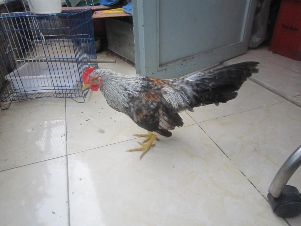 Cặp gà tre cú 4-5 tháng cần thanh lý - 3