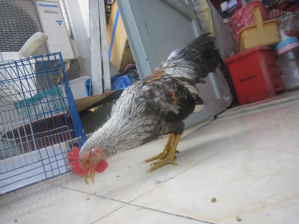 Cặp gà tre cú 4-5 tháng cần thanh lý - 2