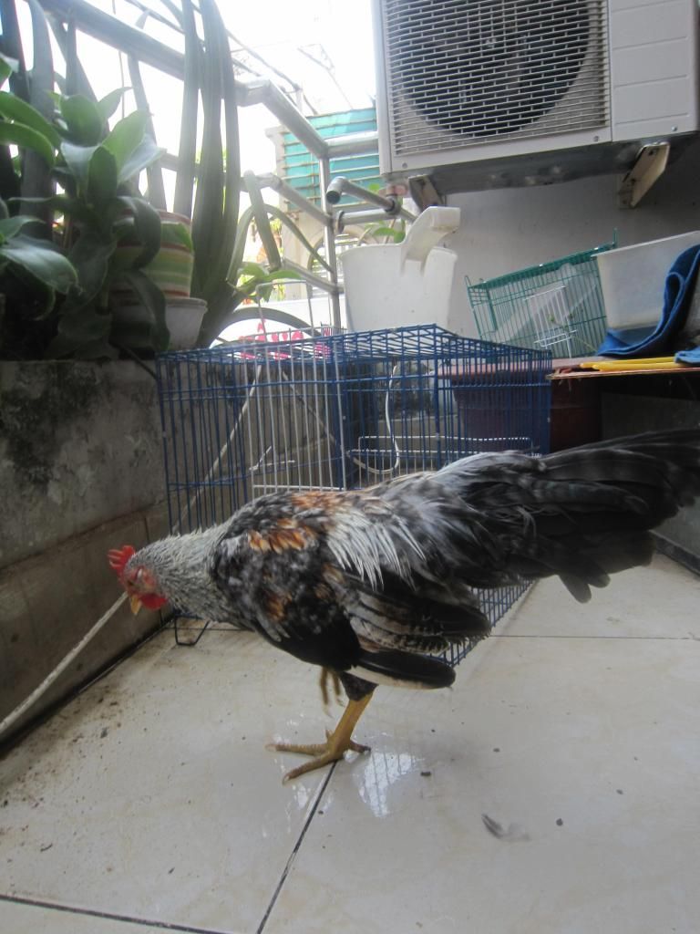 Cặp gà tre cú 4-5 tháng cần thanh lý - 1