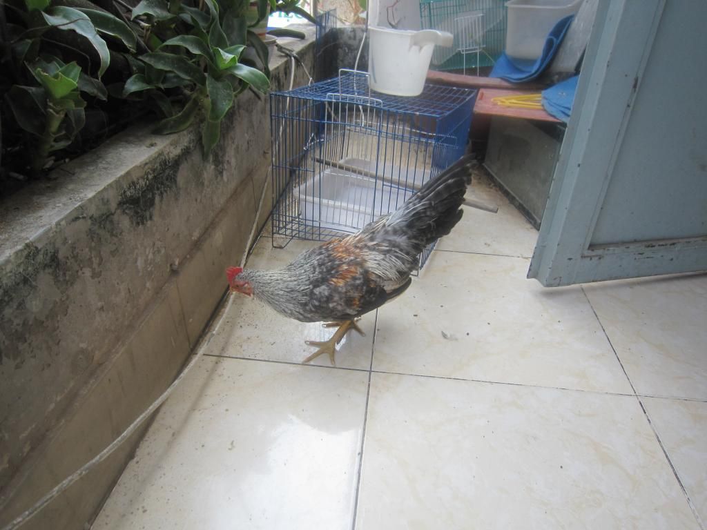 Cặp gà tre cú 4-5 tháng cần thanh lý - 4