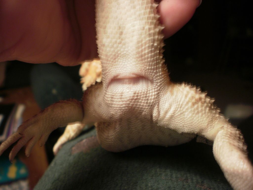 Is this a normal looking vent for a beardie? • Bearded Dragon . org