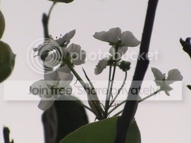 CopyofPIC_0012.jpg