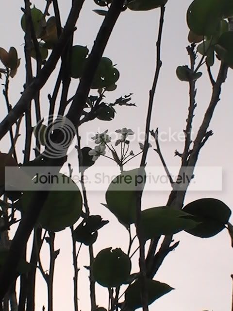 CopyofPIC_0013.jpg