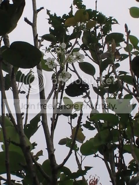 CopyofPIC_0015.jpg