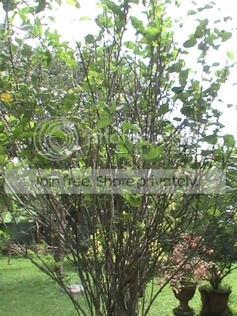 PIC_0388.jpg