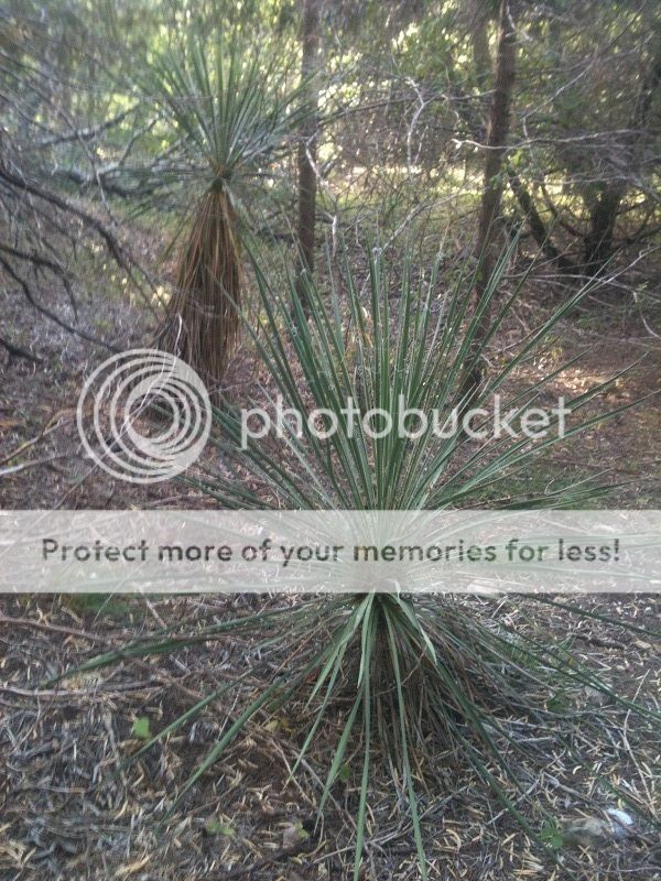 Short hike, some fun with thread leaf yucca | Bushcraft USA Forums